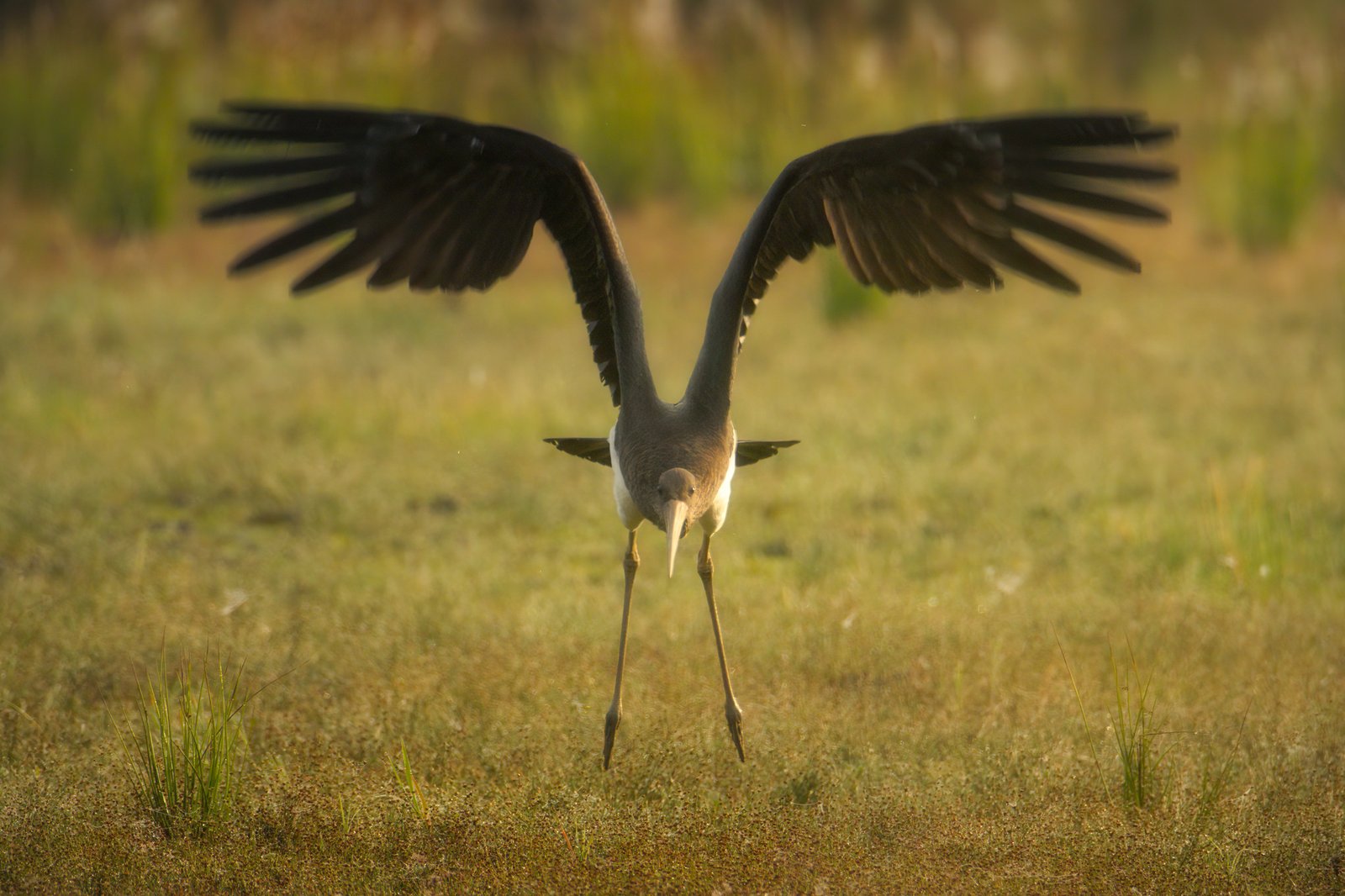 black-stork