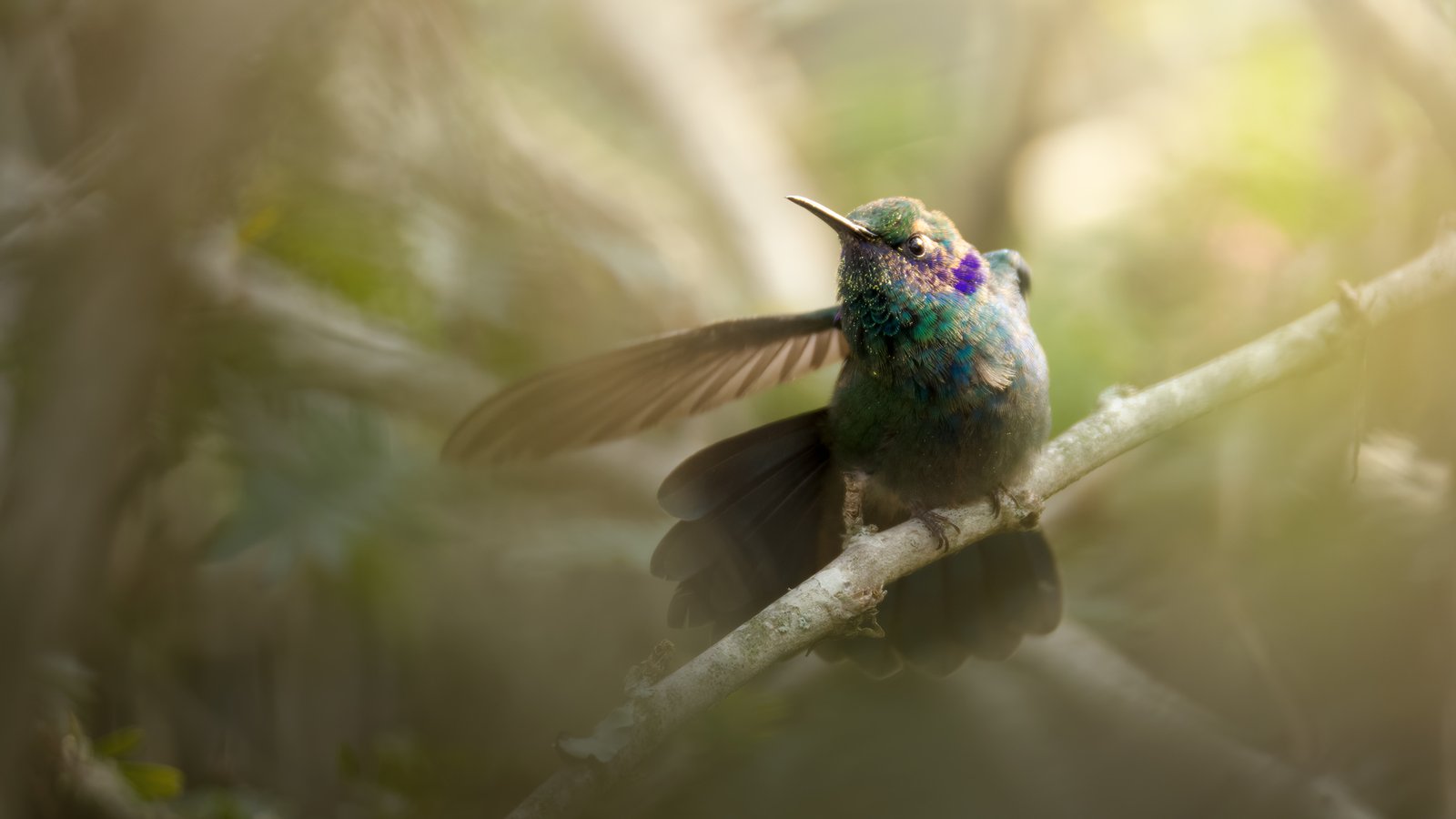 violetear-pano